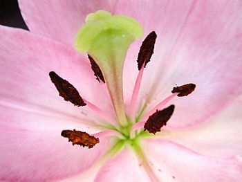 Close-up of pink hibiscus blooming outdoors