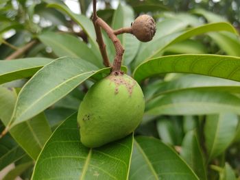 Close-up of fruit growing on tree