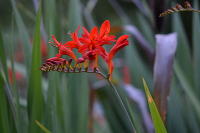 Close-up of red flowers blooming outdoors