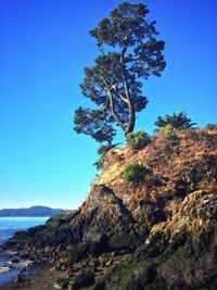 Low angle view of tree against clear blue sky