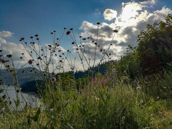 Scenic view of flowering plants on field against sky