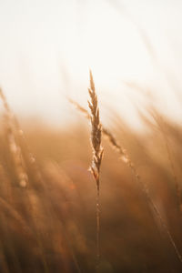 Close-up of wheat growing on field