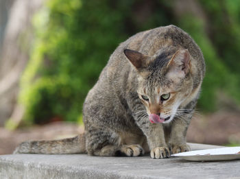 Close-up of cat yawning on retaining wall