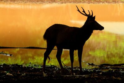 Silhouette deer standing on field during sunset