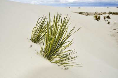 Plant growing on sand dune