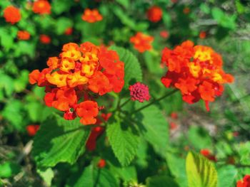 Close-up of orange flowering plants