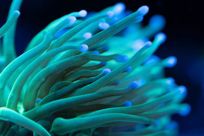 Close-up of fish swimming in sea