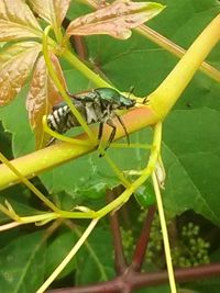 Close-up of insect on plant