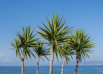 Palm tree against clear sky