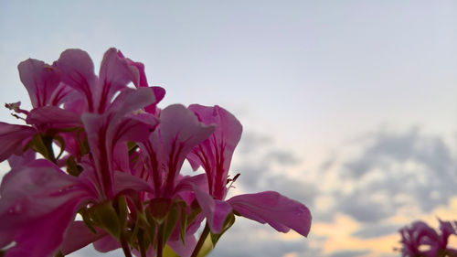 Close-up of pink flowers