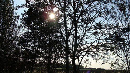 Low angle view of sunlight streaming through silhouette trees