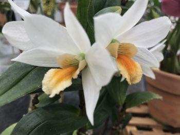 Close-up of white flowering plant