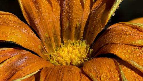 Macro shot of water drops on yellow flower