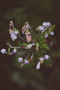 Close-up of pink flowering plant