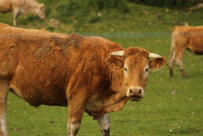 Cow on field