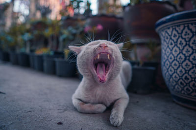 Close-up of a cat yawning