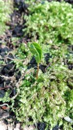 Close-up of young plant