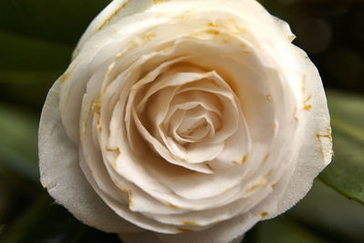 Close-up of white rose