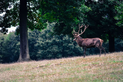 Deer on field in forest