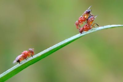 Close-up of insect on leaf