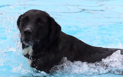 Portrait of dog in swimming pool