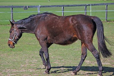 Horse standing in ranch