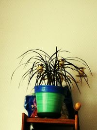 Close-up of potted plant