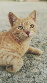 Close-up portrait of cat