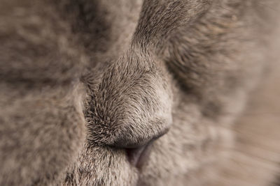 Close-up of a cat