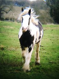 Animal grazing on grassy field