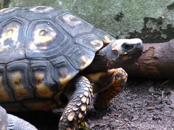 Close-up portrait of tortoise