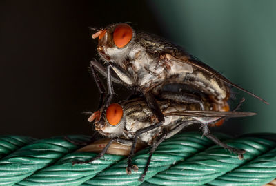 Close-up of fly on leaf