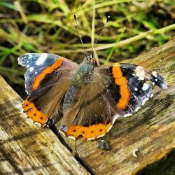 Close-up of butterfly on leaf