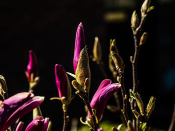 Close-up of pink flowering plant