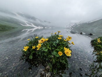 Yellow flowering plants during rainy season