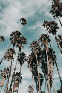 Low angle view of coconut palm trees against sky