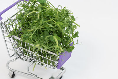 High angle view of vegetables against white background