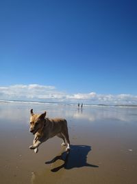 Dog running on sandy beach against blue sky during sunny day