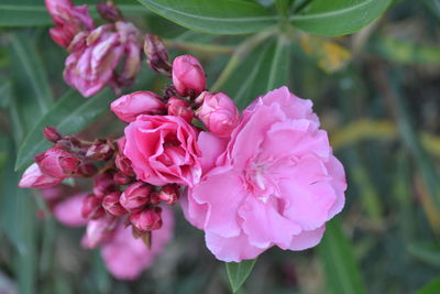 Close-up of pink flowers blooming outdoors