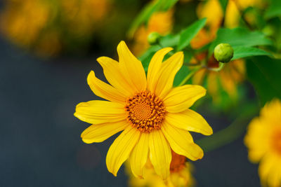 Close-up of yellow flowering plant