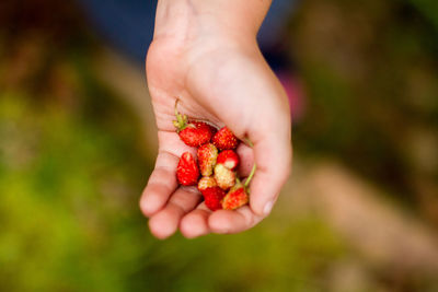 Close-up of hand holding strawberries