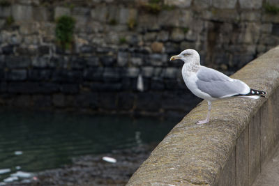 Close-up of seagull perching on retaining wall