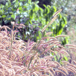 Close-up of plants growing on field