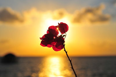 Close-up of red rose on sea against sky during sunset