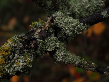 Close-up of moss growing on tree trunk