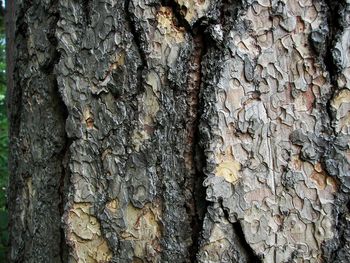 Close-up of tree trunk