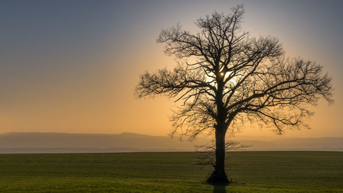 Bare tree on field against sky during sunset