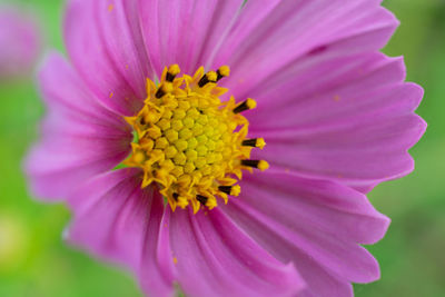 Close-up of pink flower