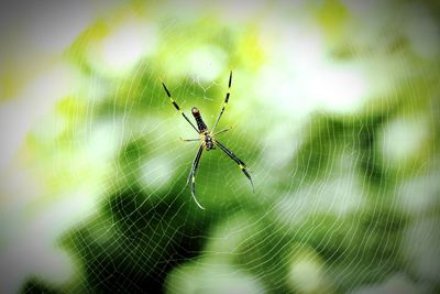 Close-up of spider on web