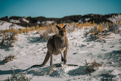 Squirrel standing on snow covered land